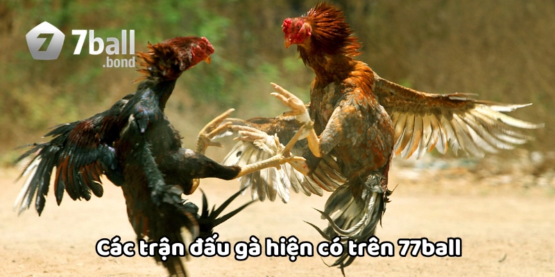 Trận đấu hiện có trên 77ball